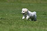 BICHON FRISE 559